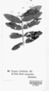 Caeoma cylindrites image